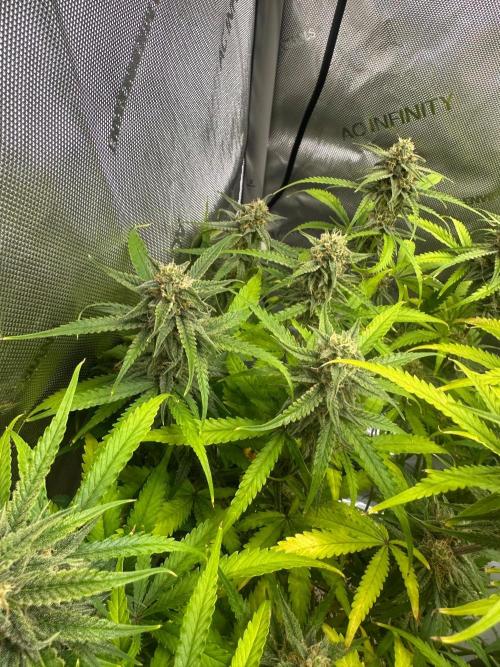 Jelly Donutz Auto. Week 8