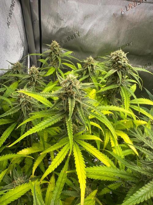 Jelly Donutz Auto. Week 8