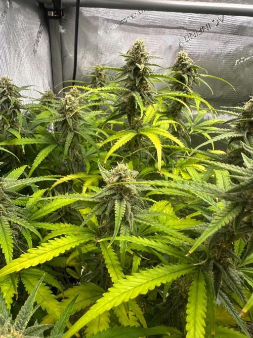 Jelly Donutz Auto. Week 8