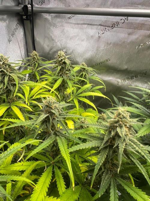 Jelly Donutz Auto. Week 8