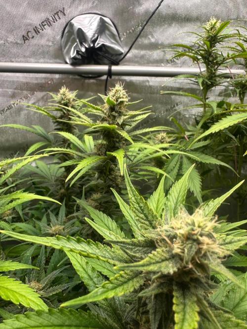 Jelly Donutz Auto. Week 8