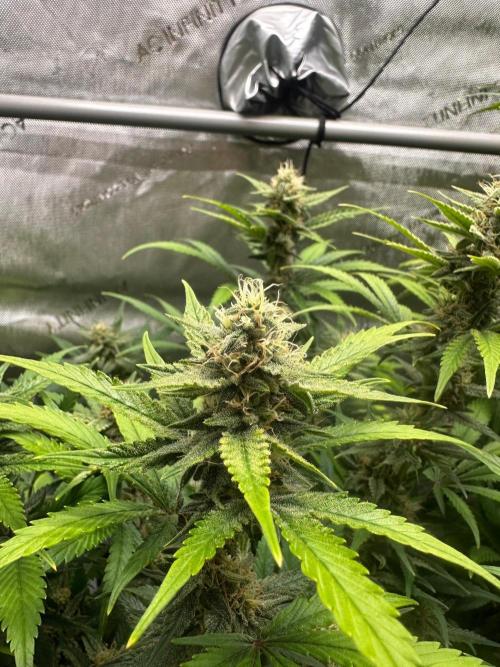 Jelly Donutz Auto. Week 8