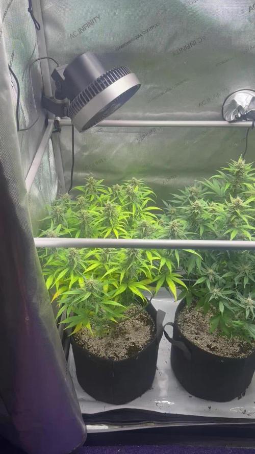 Jelly Donutz Auto