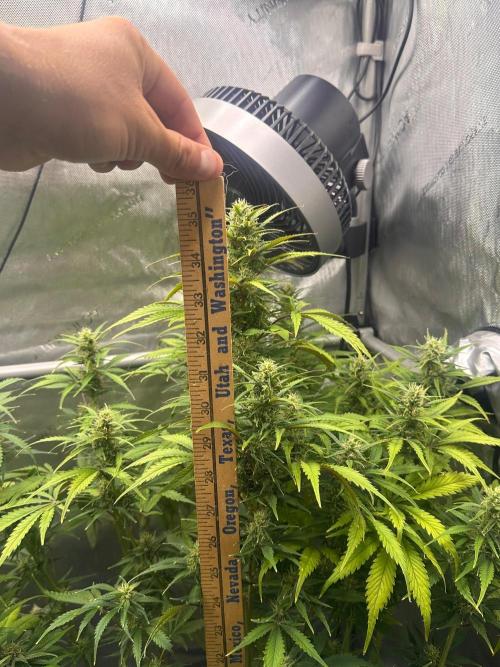 Strawberry Gorilla Auto Round 2. Week 7