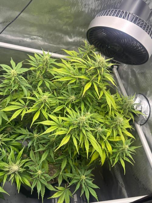 Strawberry Gorilla Auto Round 2. Week 7