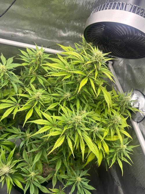 Strawberry Gorilla Auto Round 2. Week 7
