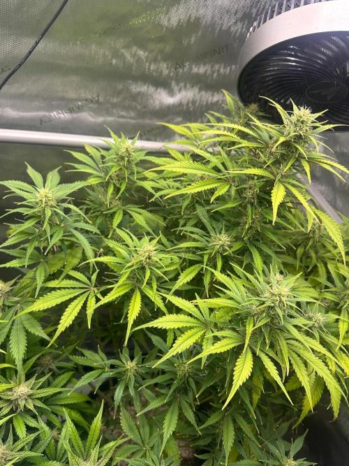 Strawberry Gorilla Auto Round 2. Week 7