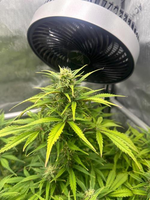 Strawberry Gorilla Auto Round 2. Week 7