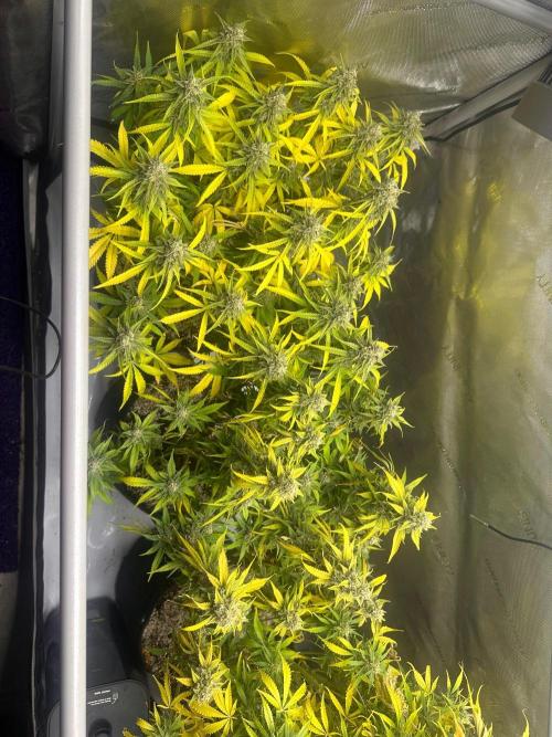 Jelly Donutz Auto. Week 9