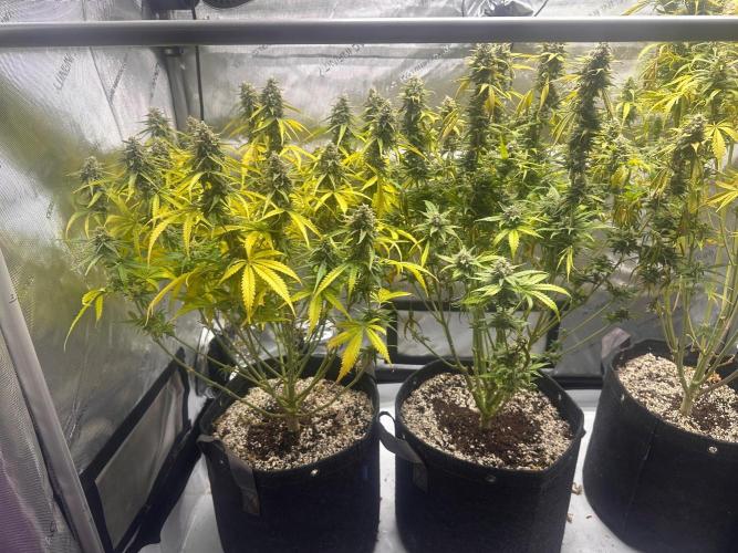Jelly Donutz Auto. Week 9