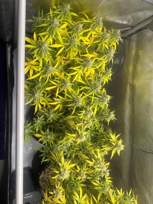 Jelly Donutz Auto. Week 9