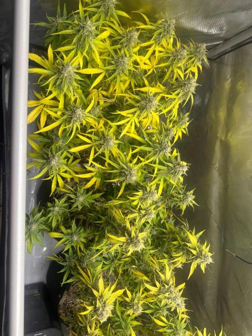 Jelly Donutz Auto. Week 9