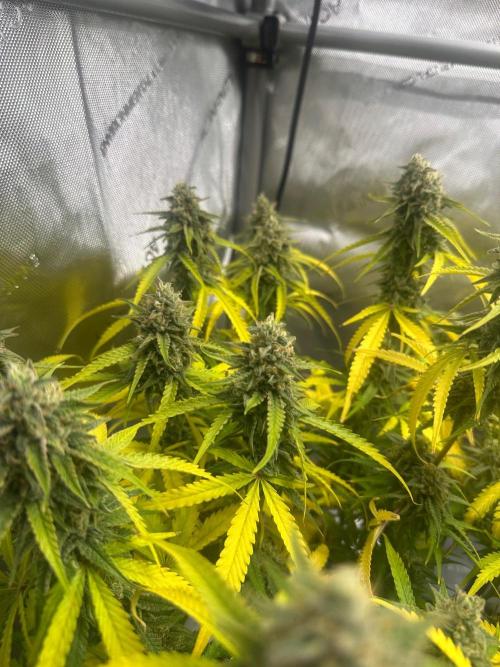 Jelly Donutz Auto. Week 9