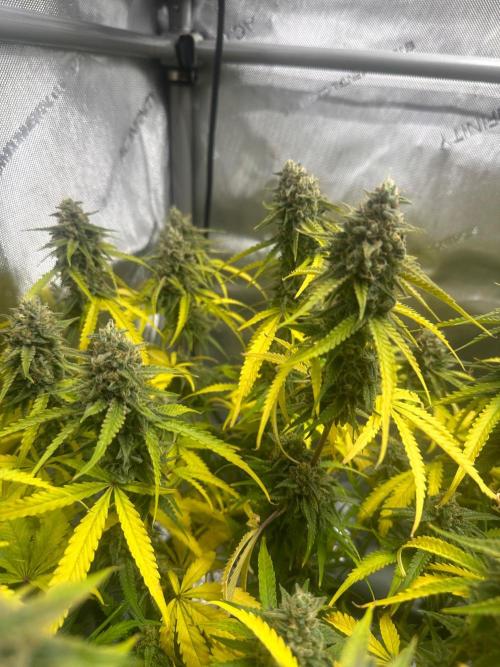 Jelly Donutz Auto. Week 9