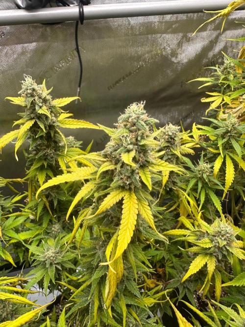 Jelly Donutz Auto. Week 9