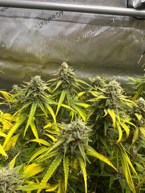 Jelly Donutz Auto. Week 9