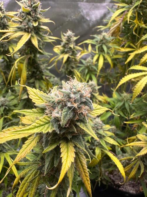 Jelly Donutz Auto. Week 9