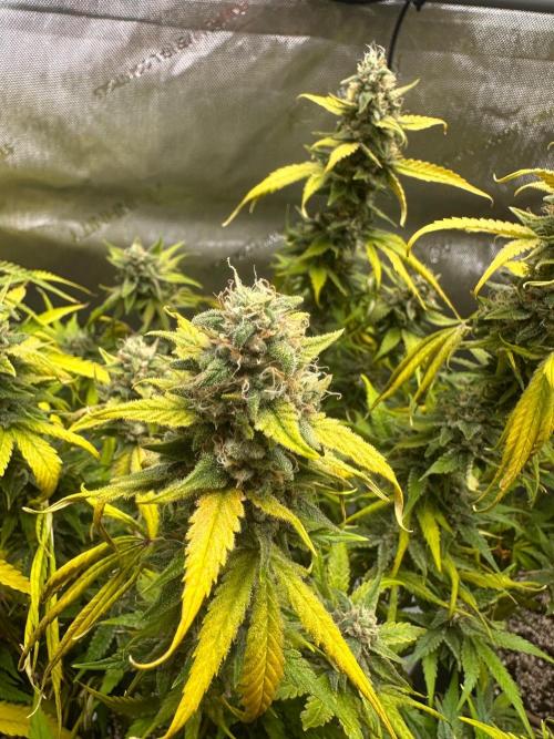 Jelly Donutz Auto. Week 9