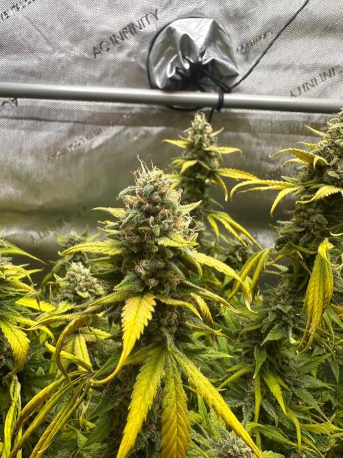 Jelly Donutz Auto. Week 9