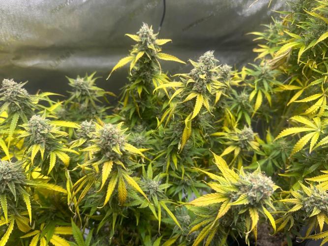 Jelly Donutz Auto. Week 9