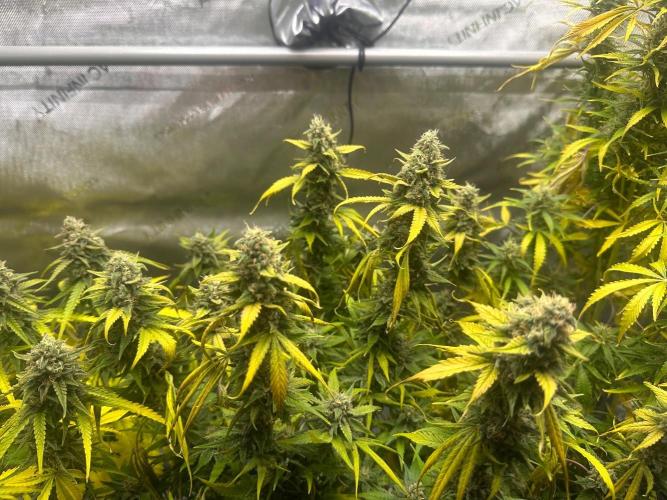 Jelly Donutz Auto. Week 9