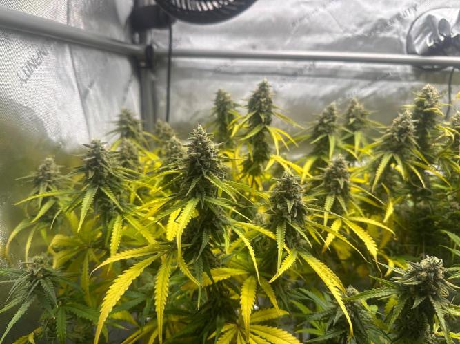 Jelly Donutz Auto. Week 9