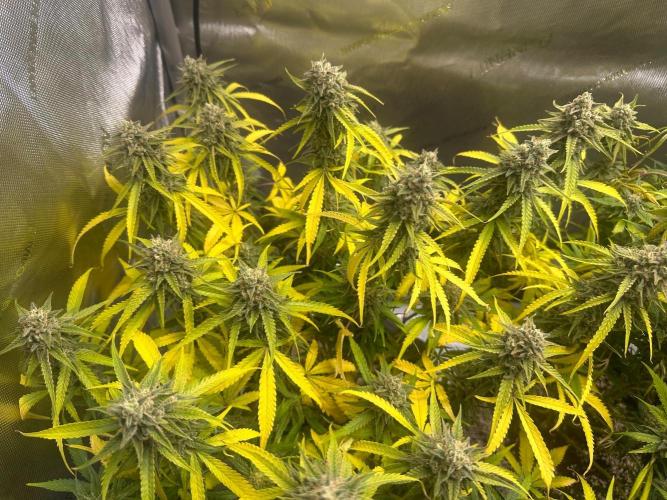 Jelly Donutz Auto. Week 9