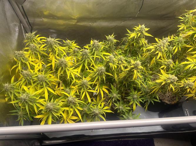 Jelly Donutz Auto. Week 9
