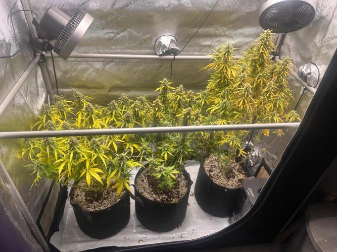 Jelly Donutz Auto. Week 9