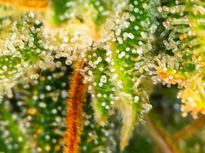 Jelly Donutz Auto. Week 9