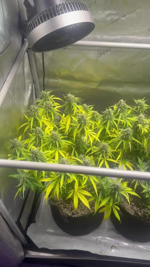 Jelly Donutz Auto