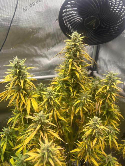 Strawberry Gorilla Auto Round 2. Week 8
