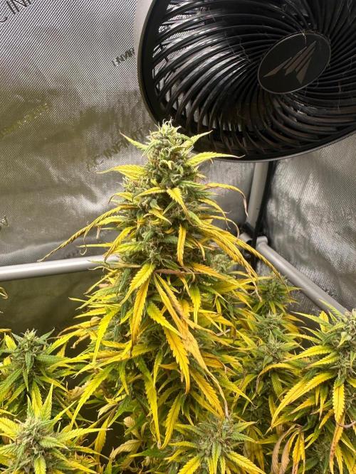 Strawberry Gorilla Auto Round 2. Week 8
