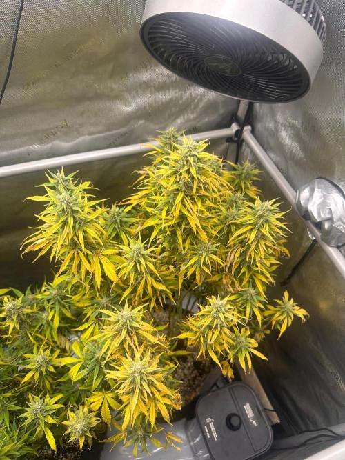 Strawberry Gorilla Auto Round 2. Week 8