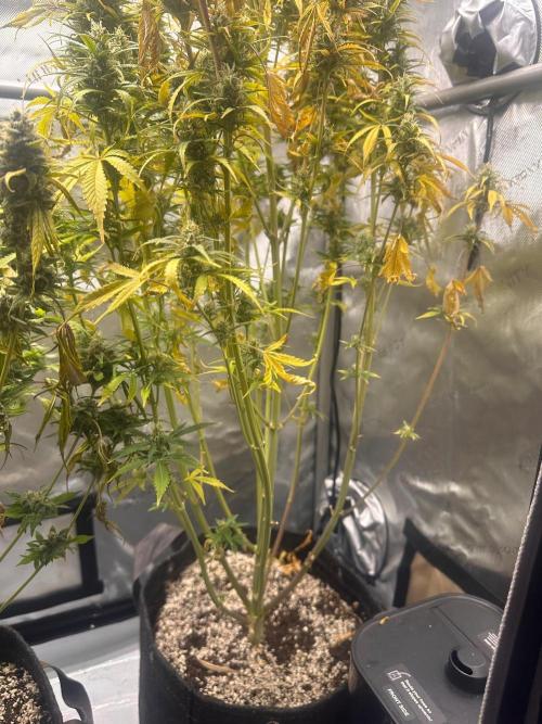 Strawberry Gorilla Auto Round 2. Week 8