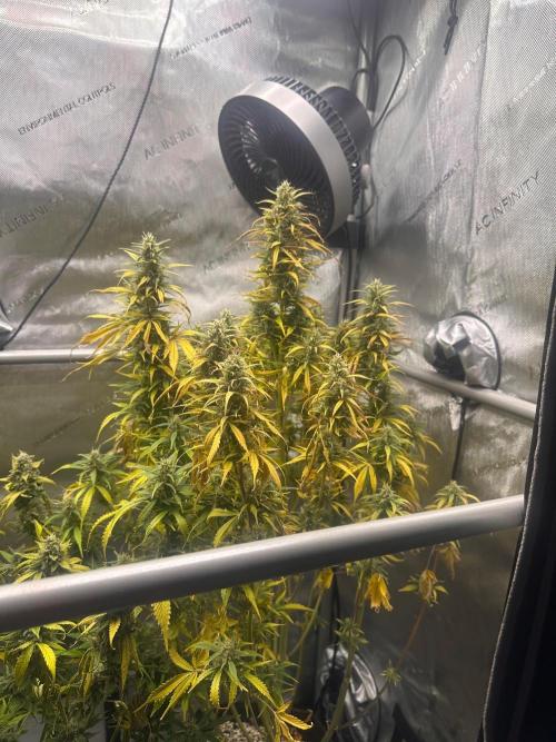 Strawberry Gorilla Auto Round 2. Week 8