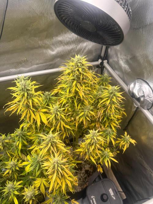 Strawberry Gorilla Auto Round 2. Week 8