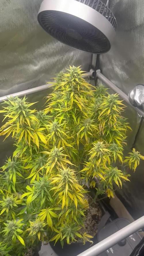Strawberry Gorilla Auto Round 2