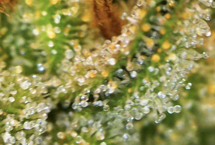 Jelly Donutz Auto. Week 10