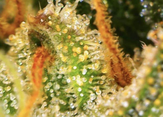 Jelly Donutz Auto. Week 10