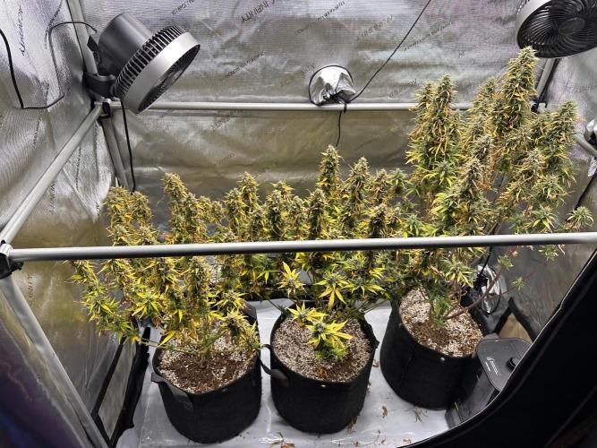 Jelly Donutz Auto. Week 10