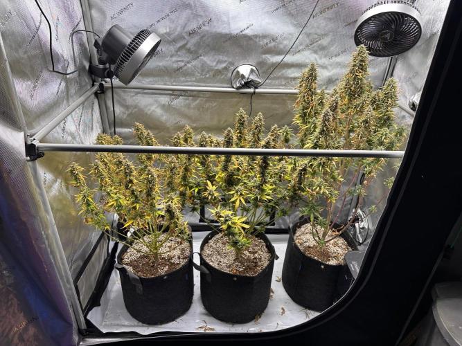 Jelly Donutz Auto. Week 10
