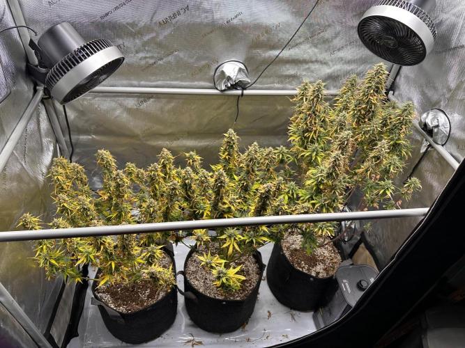 Jelly Donutz Auto. Week 10