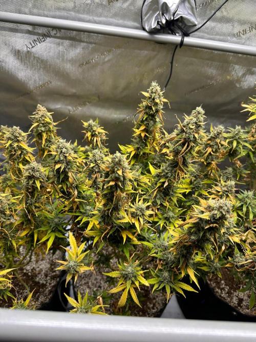 Jelly Donutz Auto. Week 10