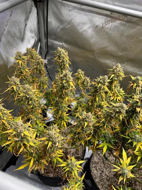 Jelly Donutz Auto. Week 10