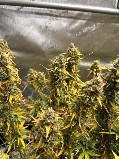 Jelly Donutz Auto. Week 10