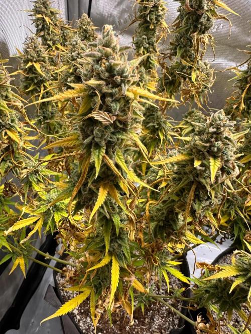 Jelly Donutz Auto. Week 10