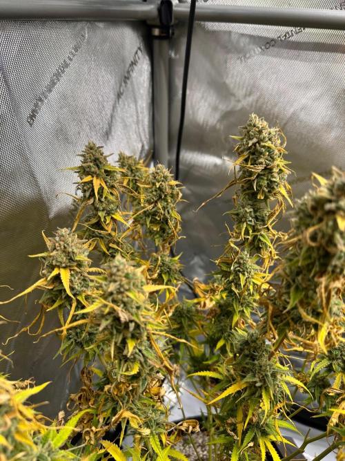 Jelly Donutz Auto. Week 10