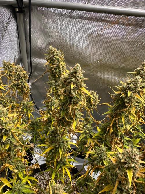 Jelly Donutz Auto. Week 10