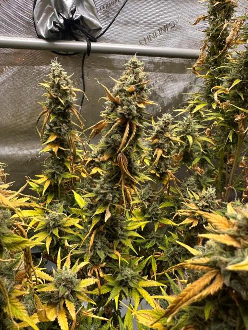 Jelly Donutz Auto. Week 10